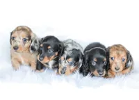 Homer, a male Miniature Dachshund for sale in Newburg, PA – 6 of 10