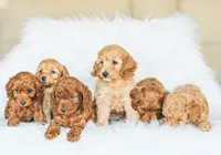 Cooper, a male Cockapoo for sale in Newburg, PA – 9 of 10