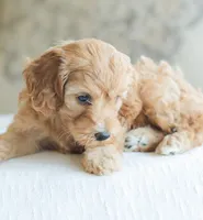 Carmen , a female Cockapoo for sale in Newburg, PA – 2 of 10