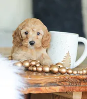 Carmen , a female Cockapoo for sale in Newburg, PA – 7 of 10