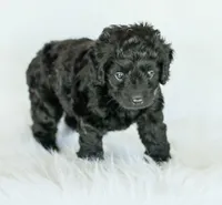 Shortcake , a female Cockapoo for sale in Newburg, PA – 5 of 7