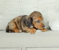 Journey, a female Miniature Dachshund for sale in Newburg, PA – 8 of 9