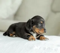 Jade, a female Miniature Dachshund for sale in Newburg, PA – 5 of 10