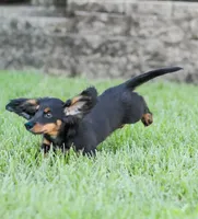 Hudson, a male Miniature Dachshund for sale in Newburg, PA – 7 of 9