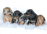Journey, a female Miniature Dachshund for sale in Newburg, PA – 9 of 9
