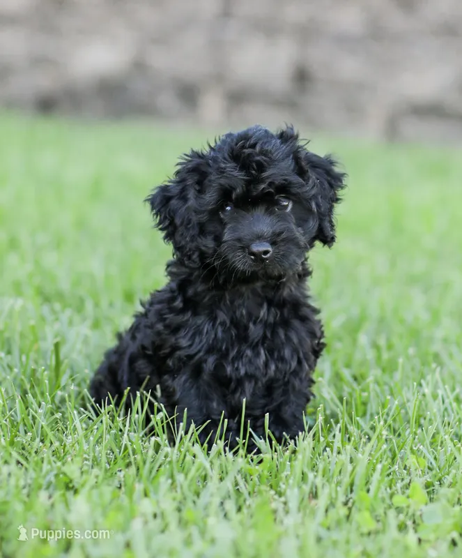 Shortcake  – Cockapoo puppy for sale in Newburg, PA