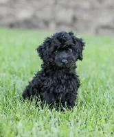 Shortcake , a female Cockapoo for sale in Newburg, PA – 1 of 10