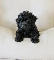 Shortcake , a female Cockapoo for sale in Newburg, PA – 6 of 10