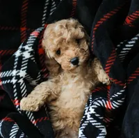 Cooper, a male Cockapoo for sale in Newburg, PA – 2 of 10