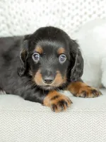 Hudson, a male Miniature Dachshund for sale in Newburg, PA – 5 of 8