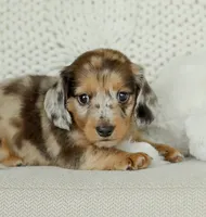 Hobbs, a male Miniature Dachshund for sale in Newburg, PA – 3 of 10