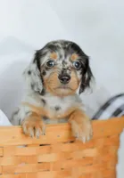 Homer, a male Miniature Dachshund for sale in Newburg, PA – 1 of 10