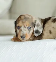 Hobbs, a male Miniature Dachshund for sale in Newburg, PA – 9 of 10