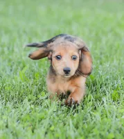 Journey, a female Miniature Dachshund for sale in Newburg, PA – 7 of 10