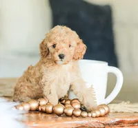 Cooper, a male Cockapoo for sale in Newburg, PA – 6 of 10