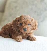 Cassidy , a male Cockapoo for sale in Newburg, PA – 7 of 10