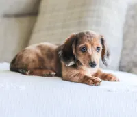 Journey, a female Miniature Dachshund for sale in Newburg, PA – 10 of 10