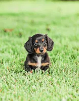 Hudson, a male Miniature Dachshund for sale in Newburg, PA – 3 of 9