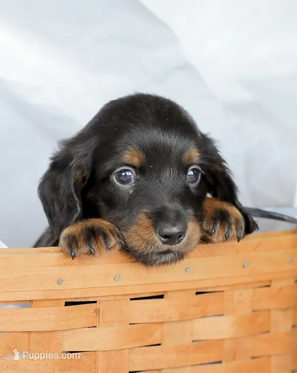 Hudson – Miniature Dachshund puppy for sale in Newburg, PA
