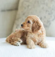 Carmen , a female Cockapoo for sale in Newburg, PA – 4 of 10