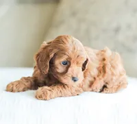 Cedar , a male Cockapoo for sale in Newburg, PA – 2 of 9