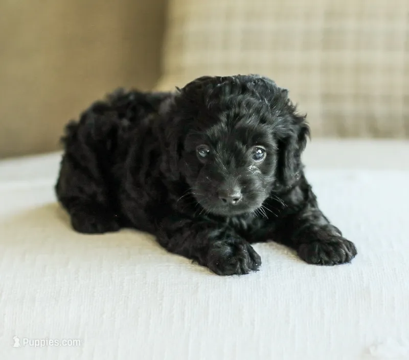 Shortcake  – Cockapoo puppy for sale in Newburg, PA