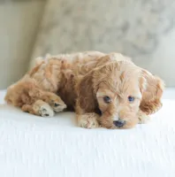 Carmen , a female Cockapoo for sale in Newburg, PA – 3 of 10