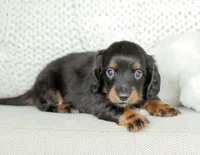 Hudson, a male Miniature Dachshund for sale in Newburg, PA – 4 of 8