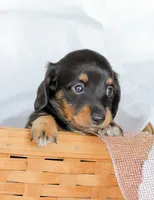 Jade, a female Miniature Dachshund for sale in Newburg, PA – 6 of 10