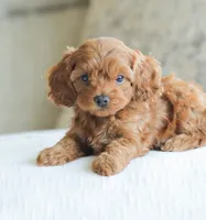 Cassidy , a male Cockapoo for sale in Newburg, PA – 6 of 10