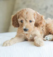 Carmen , a female Cockapoo for sale in Newburg, PA – 9 of 10