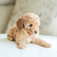 Cooper, a male Cockapoo for sale in Newburg, PA – 5 of 10