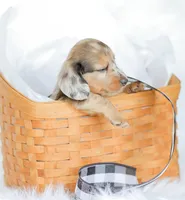 Hobbs, a male Miniature Dachshund for sale in Newburg, PA – 4 of 10