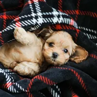 Camdyn, a male Cockapoo for sale in Newburg, PA – 6 of 10