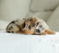 Hobbs, a male Miniature Dachshund for sale in Newburg, PA – 2 of 10