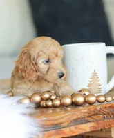 Carmen , a female Cockapoo for sale in Newburg, PA – 10 of 10
