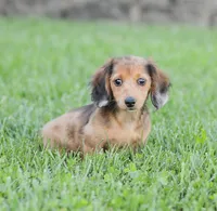 Journey, a female Miniature Dachshund for sale in Newburg, PA – 9 of 10
