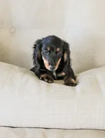 Hudson, a male Miniature Dachshund for sale in Newburg, PA – 8 of 9