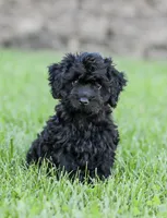 Shortcake , a female Cockapoo for sale in Newburg, PA – 8 of 10