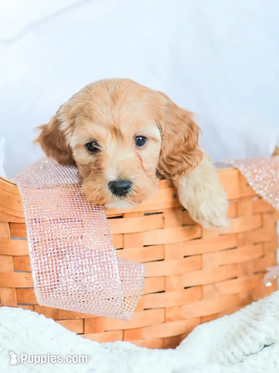 Carmen , a female Cockapoo for sale in Newburg, PA – 1 of 10