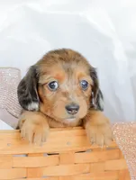 Journey, a female Miniature Dachshund for sale in Newburg, PA – 1 of 9