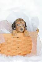 Journey, a female Miniature Dachshund for sale in Newburg, PA – 6 of 9