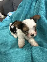 Boy 1, a male Yorkshire Terrier for sale in Tontitown, AR – Photo 3 of 4