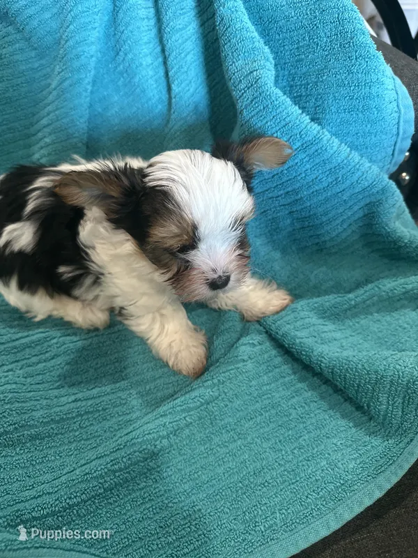 Boy 1, a male Yorkshire Terrier for sale in Tontitown, AR – Photo 1 of 4