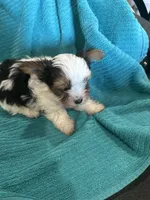 Boy 1, a male Yorkshire Terrier for sale in Tontitown, AR – Photo 1 of 4