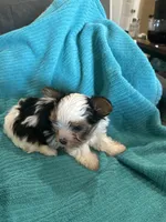 Boy 1, a male Yorkshire Terrier for sale in Tontitown, AR – Photo 4 of 4