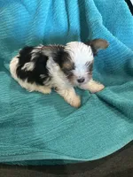 Boy 1, a male Yorkshire Terrier for sale in Tontitown, AR – Photo 2 of 4