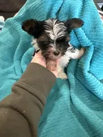 Boy 2, a male Yorkshire Terrier for sale in Tontitown, AR – Photo 2 of 4