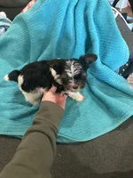 Boy 2, a male Yorkshire Terrier for sale in Tontitown, AR – Photo 4 of 4