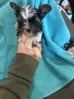 Boy 2, a male Yorkshire Terrier for sale in Tontitown, AR – Photo 1 of 4